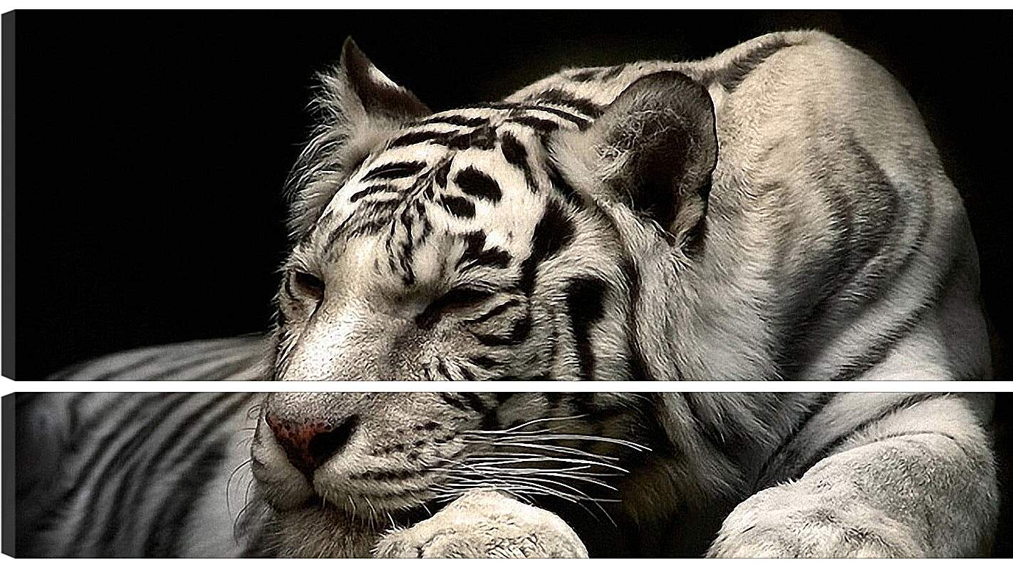 Модульная картина - Белый тигр. Животные