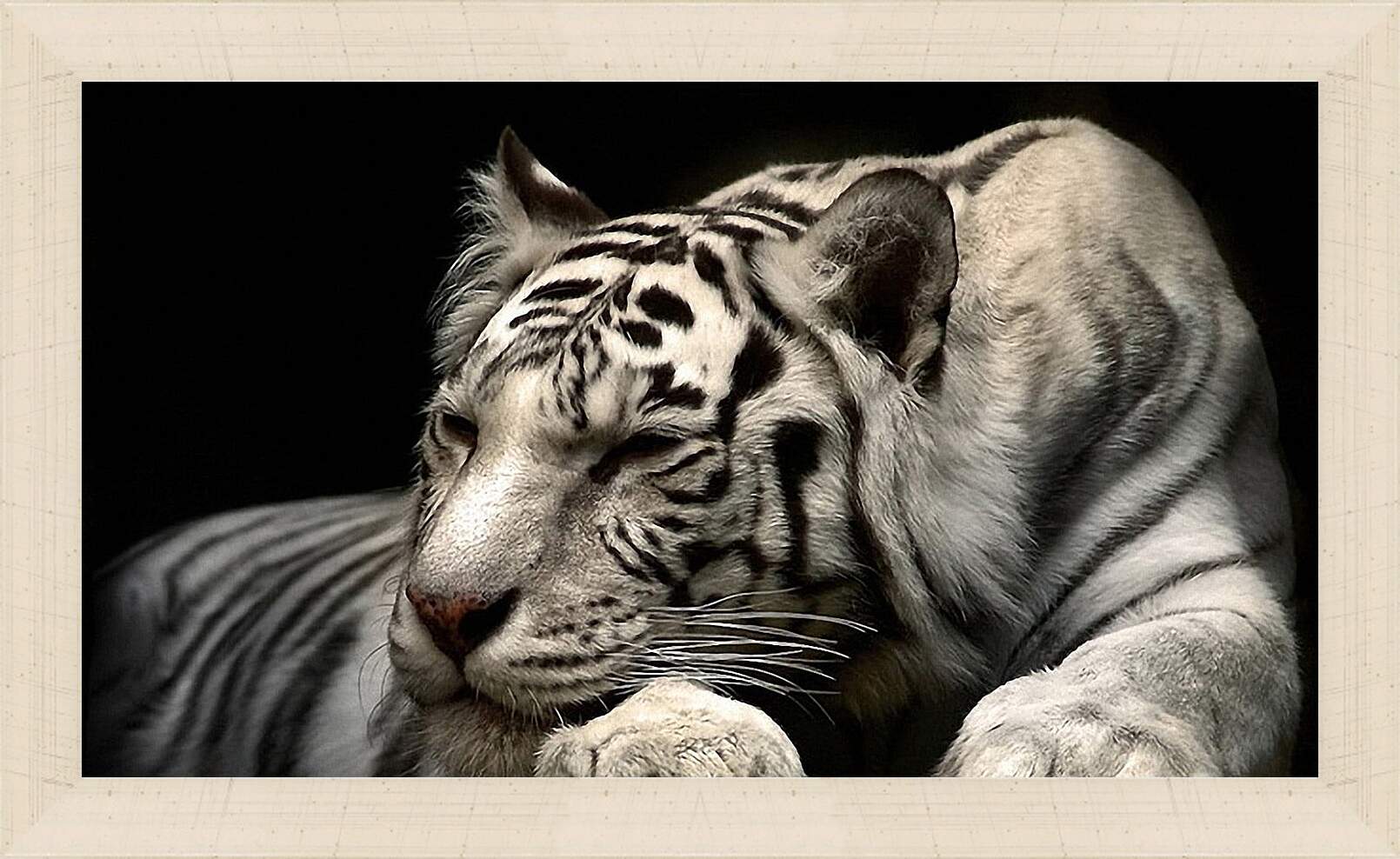 Картина в раме - Белый тигр. Животные