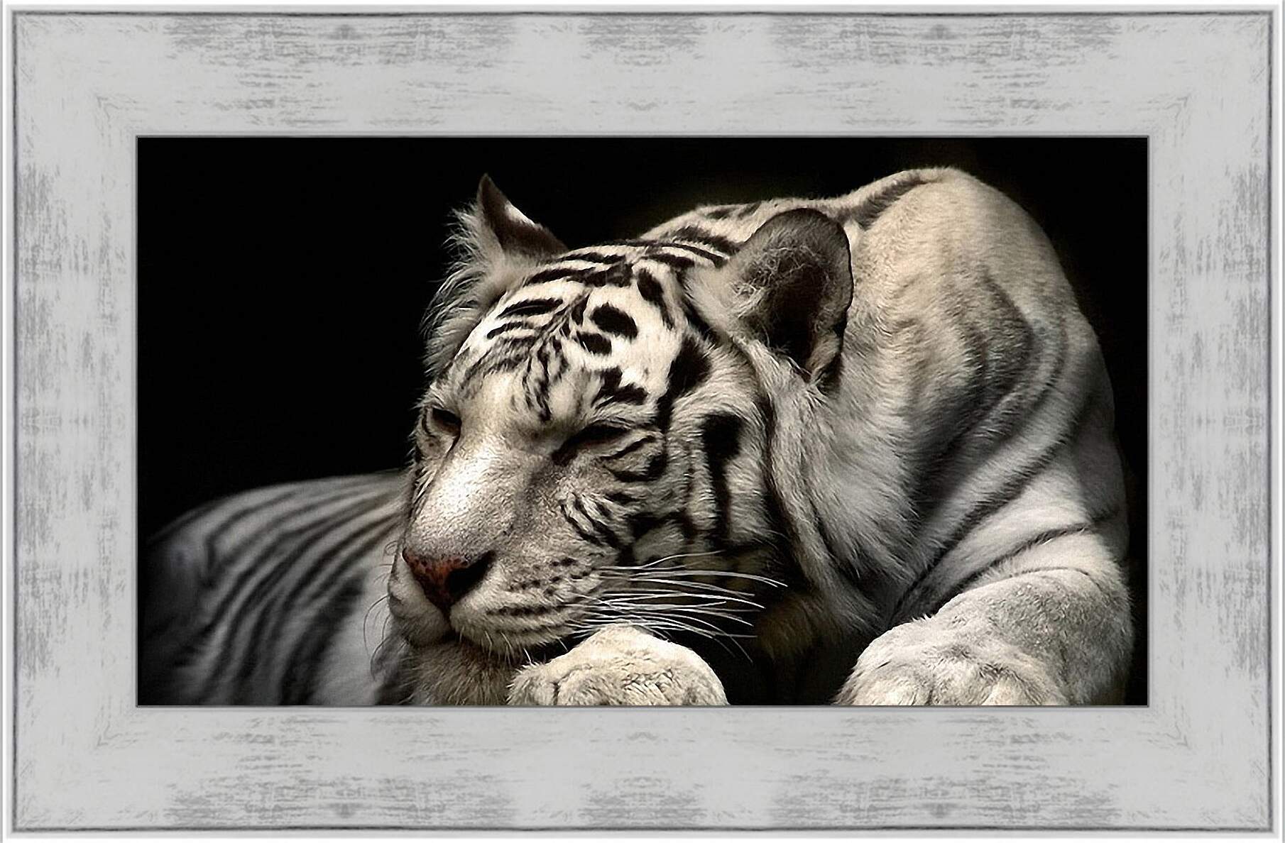 Картина в раме - Белый тигр. Животные