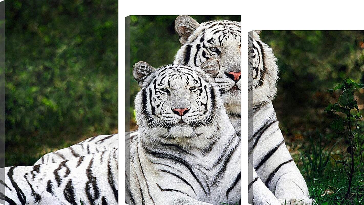 Модульная картина - Белые тигры. Природа. Животные