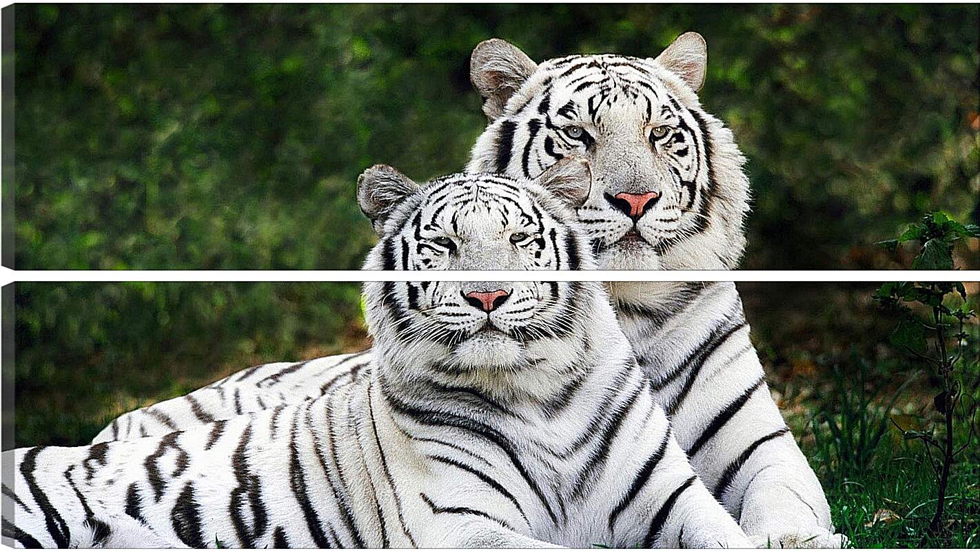 Модульная картина - Белые тигры. Природа. Животные