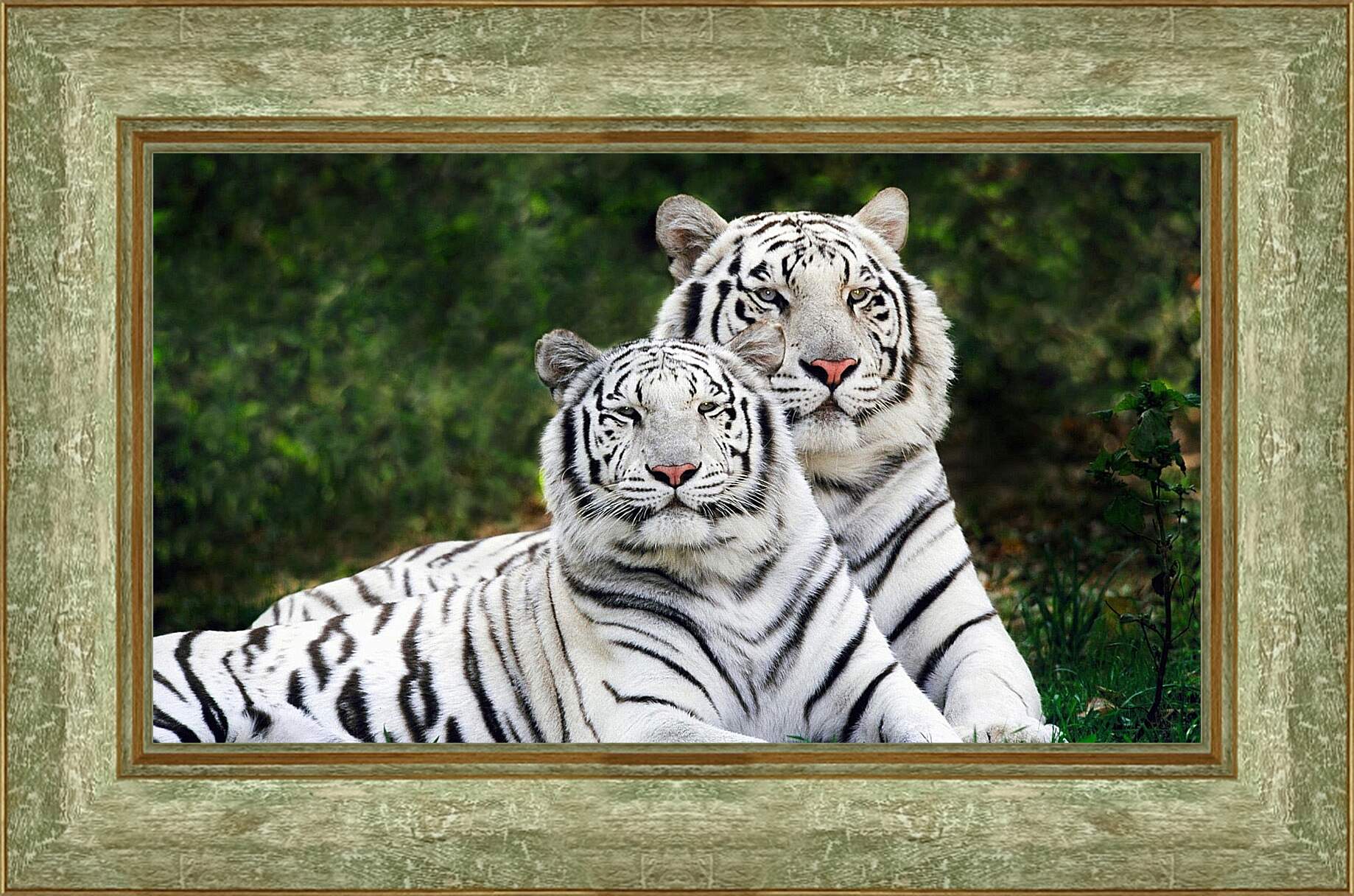 Картина в раме - Белые тигры. Природа. Животные