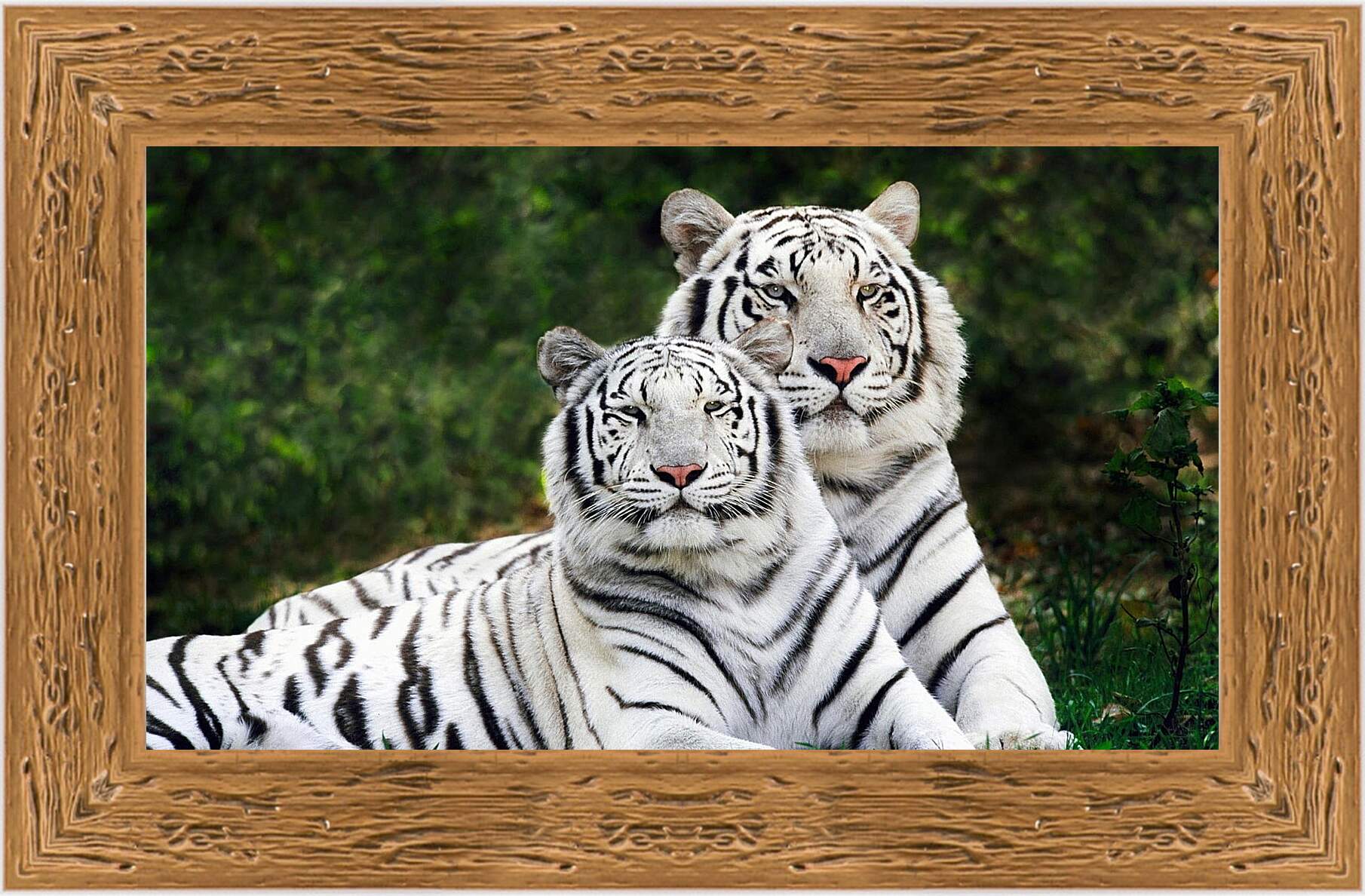 Картина в раме - Белые тигры. Природа. Животные