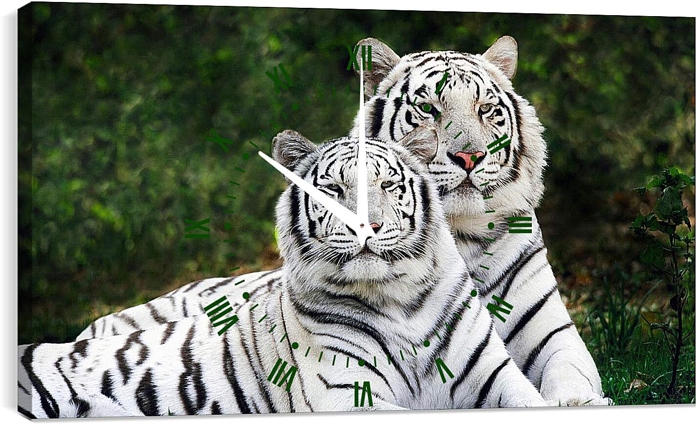 Часы картина - Белые тигры. Природа. Животные