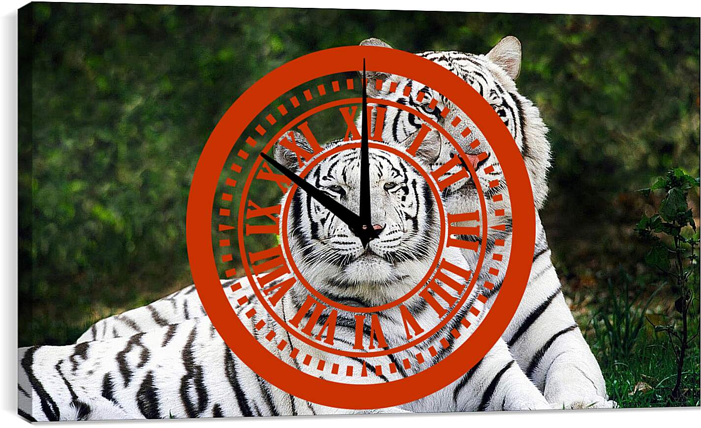 Часы картина - Белые тигры. Природа. Животные