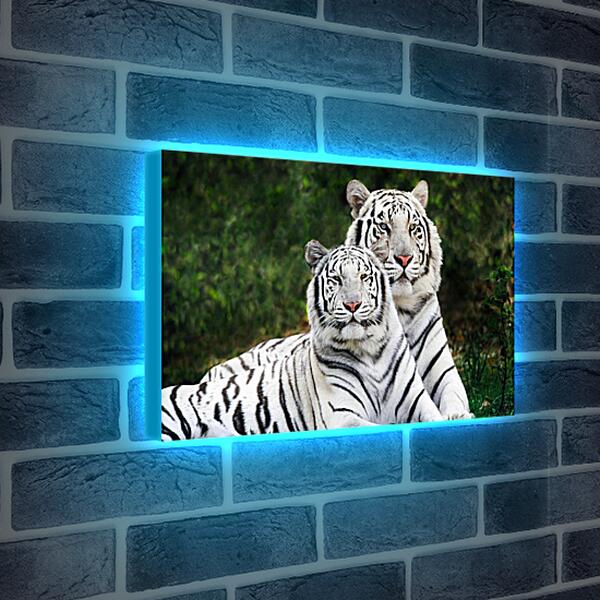 Лайтбокс световая панель - Белые тигры. Природа. Животные