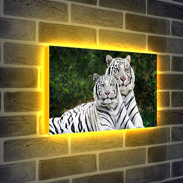 Лайтбокс световая панель - Белые тигры. Природа. Животные