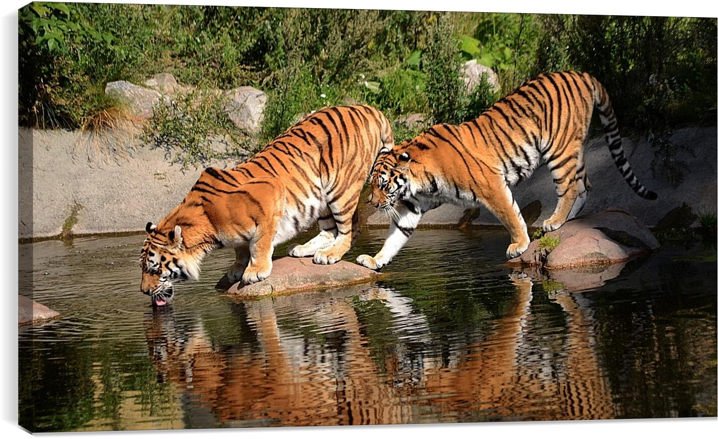 Постер и плакат - Два коричневых тигра. Животные. Бенгальские тигры