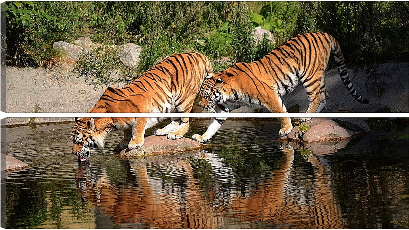 Модульная картина - Два коричневых тигра. Животные. Бенгальские тигры