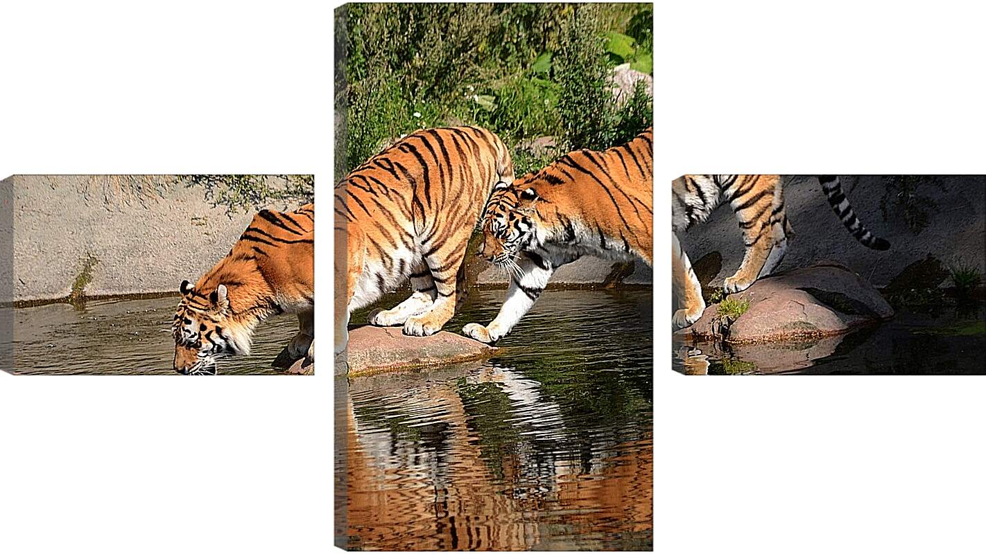 Модульная картина - Два коричневых тигра. Животные. Бенгальские тигры