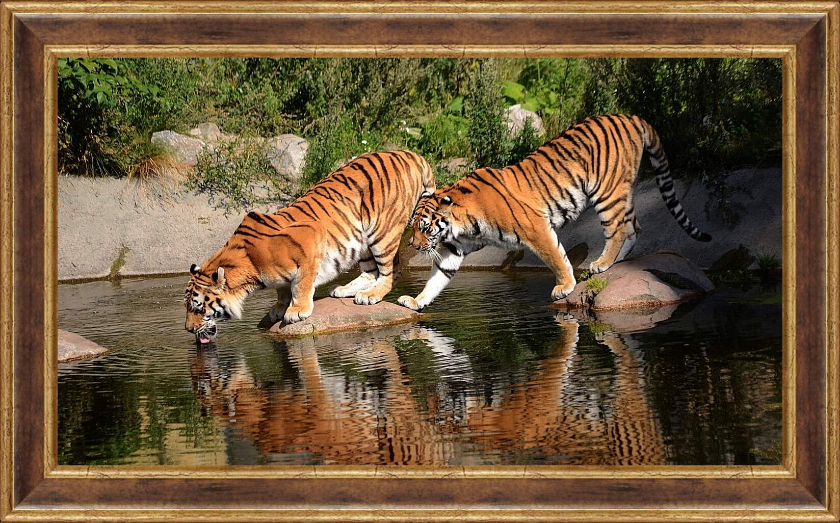 Картина в раме - Два коричневых тигра. Животные. Бенгальские тигры