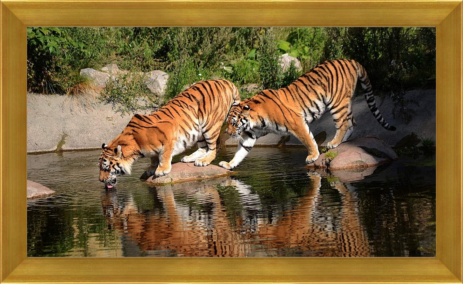 Картина в раме - Два коричневых тигра. Животные. Бенгальские тигры