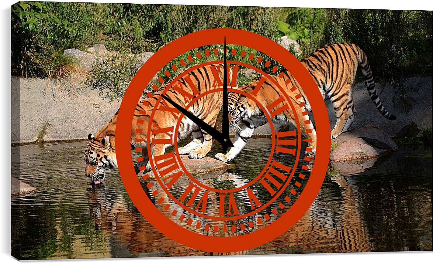 Часы картина - Два коричневых тигра. Животные. Бенгальские тигры
