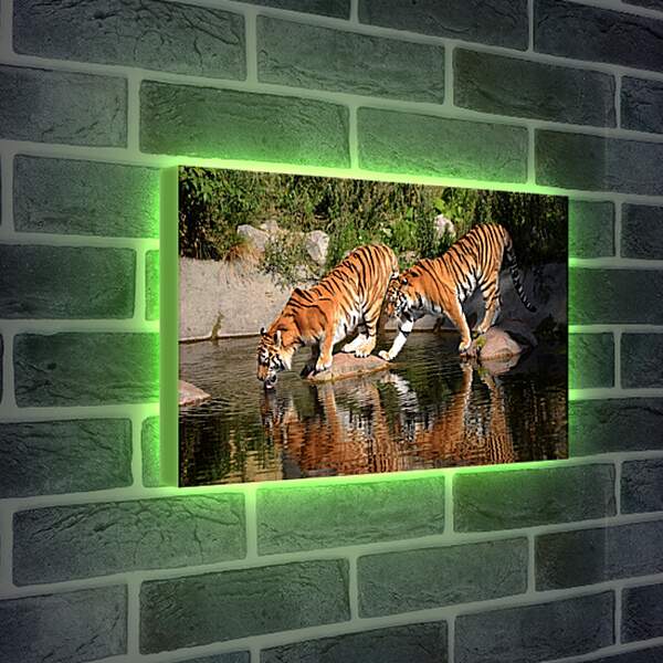 Лайтбокс световая панель - Два коричневых тигра. Животные. Бенгальские тигры