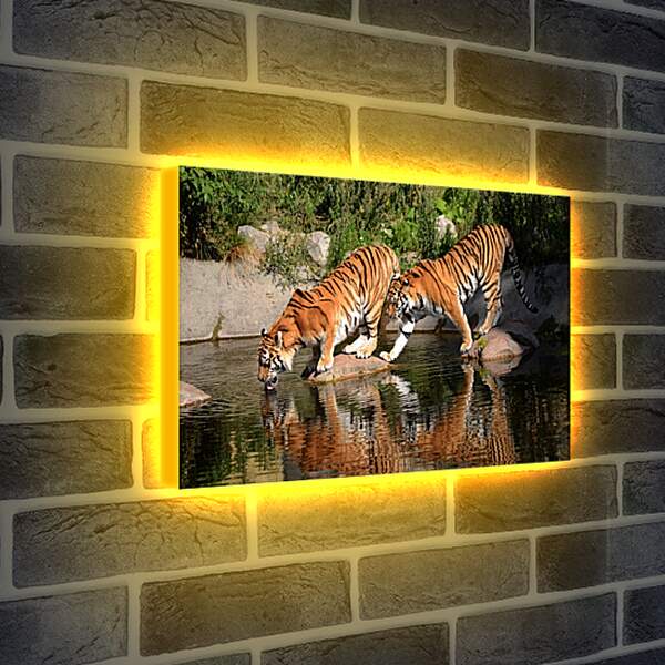 Лайтбокс световая панель - Два коричневых тигра. Животные. Бенгальские тигры