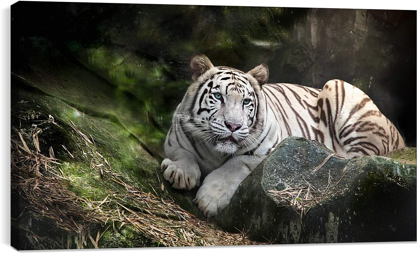 Постер и плакат - Белый тигр. Животные. Природа