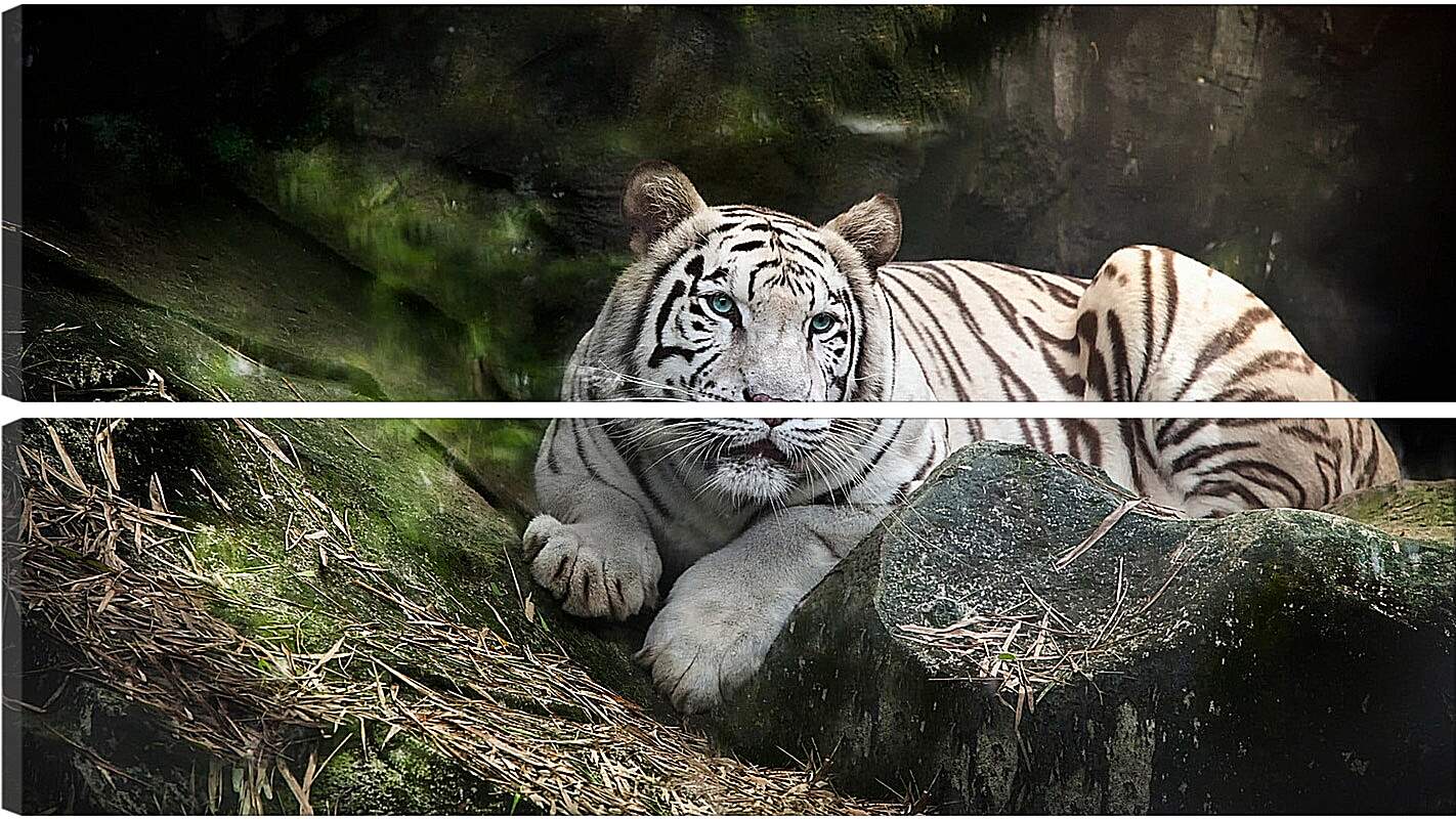 Модульная картина - Белый тигр. Животные. Природа
