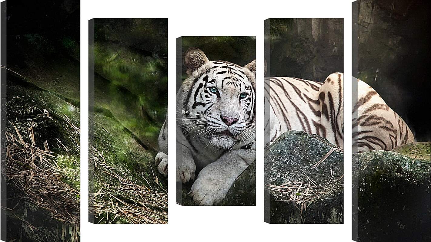 Модульная картина - Белый тигр. Животные. Природа