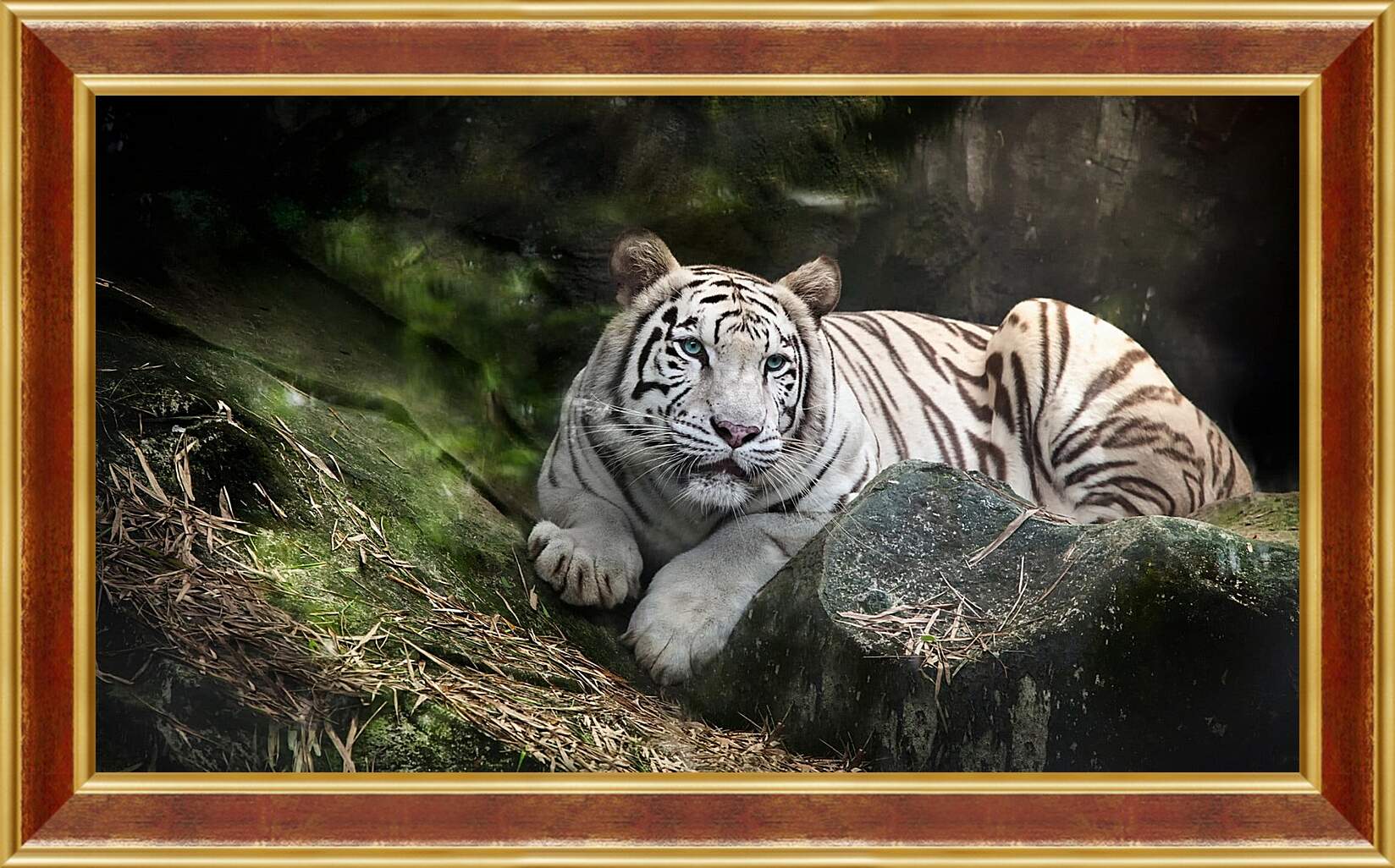Картина в раме - Белый тигр. Животные. Природа