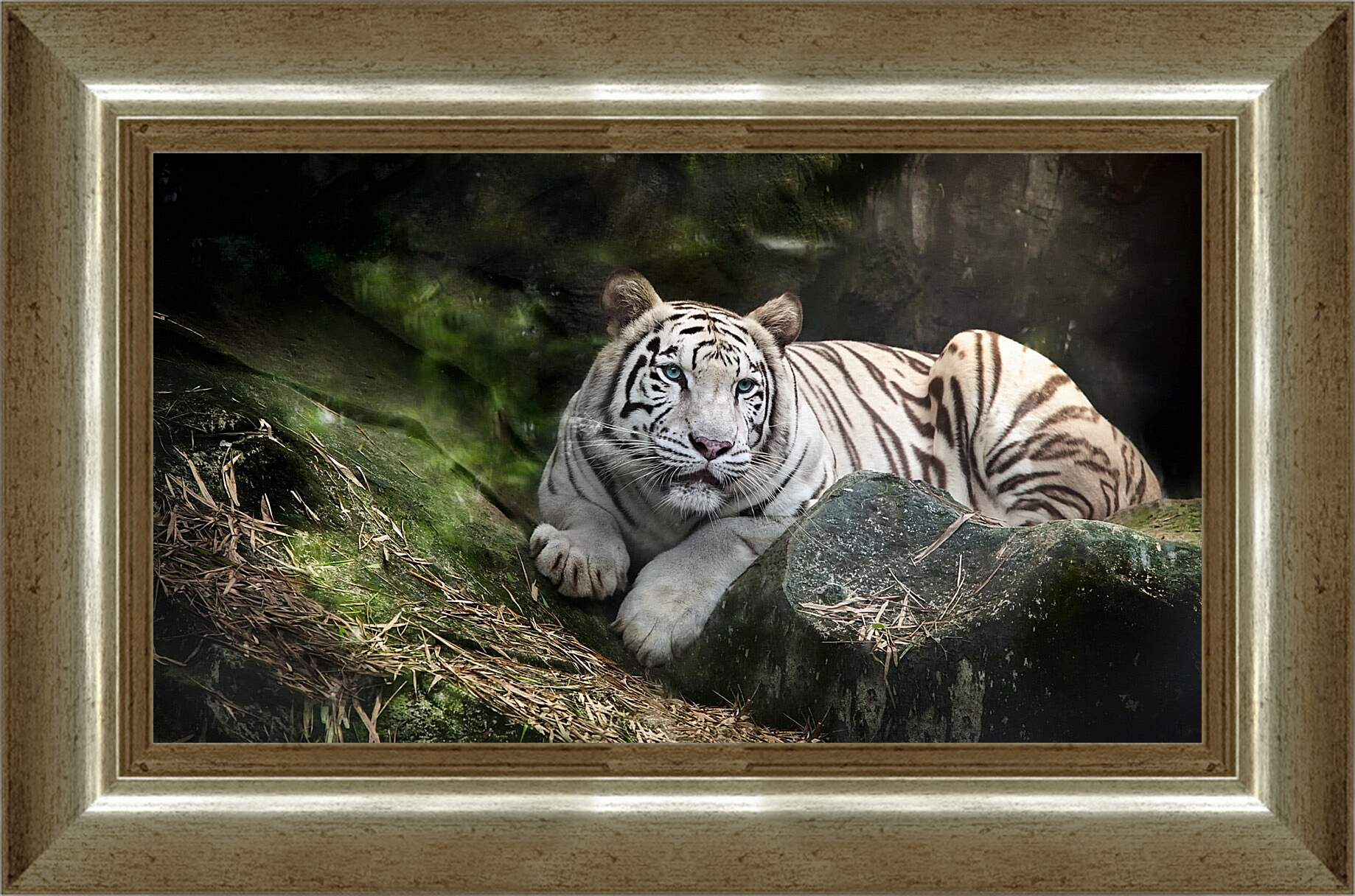 Картина в раме - Белый тигр. Животные. Природа