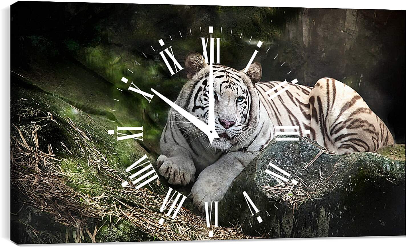 Часы картина - Белый тигр. Животные. Природа