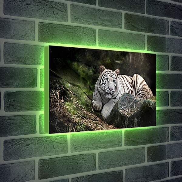 Лайтбокс световая панель - Белый тигр. Животные. Природа