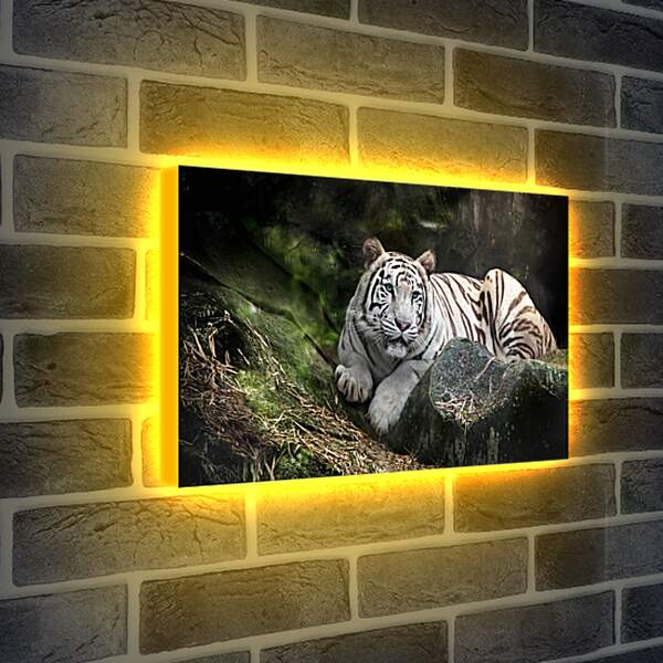 Лайтбокс световая панель - Белый тигр. Животные. Природа