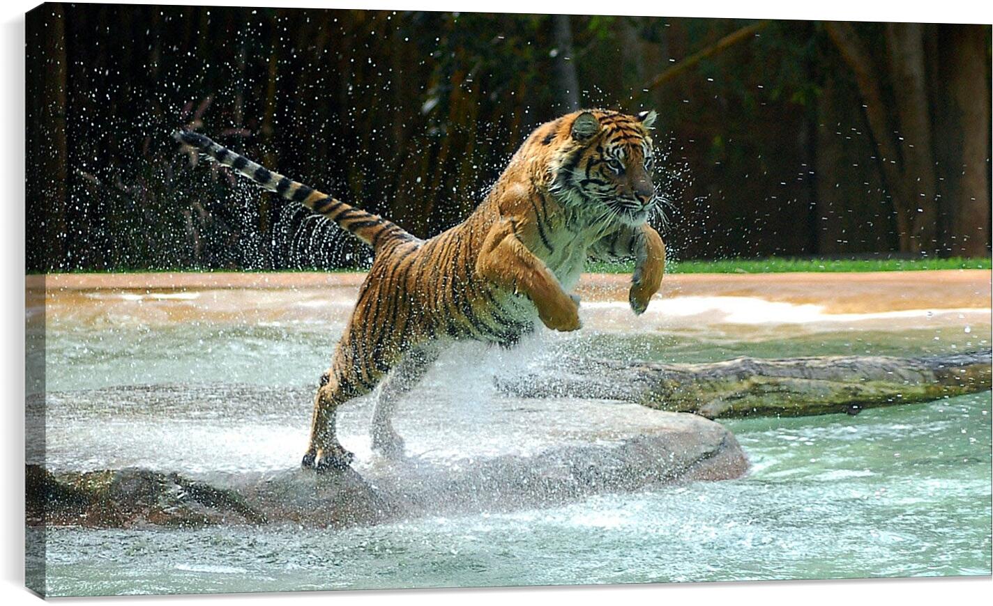 Постер и плакат - Коричневый тигр. Вода. Животные
