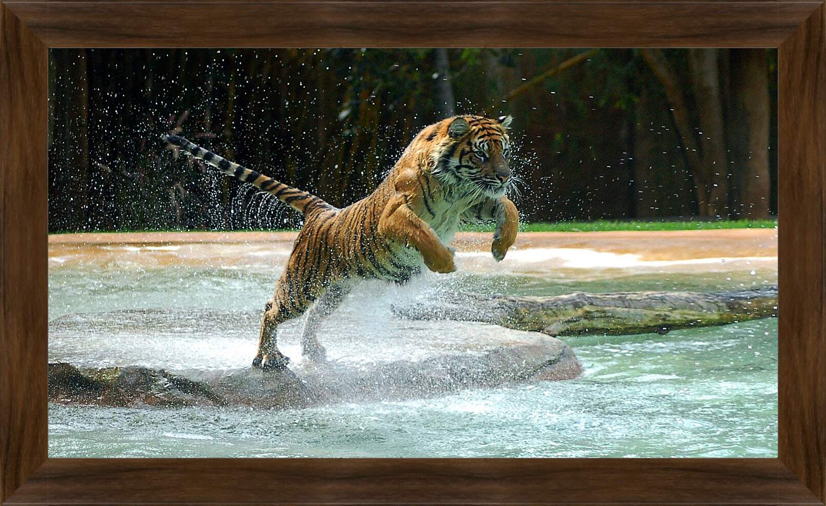 Картина в раме - Коричневый тигр. Вода. Животные