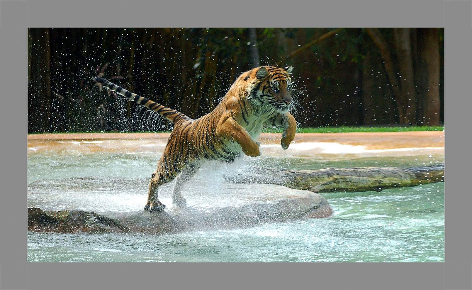 Картина в раме - Коричневый тигр. Вода. Животные