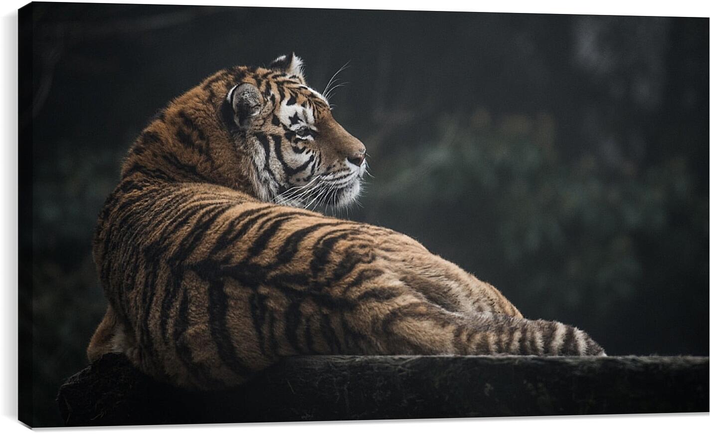 Постер и плакат - Коричневый тигр. Большая кошка