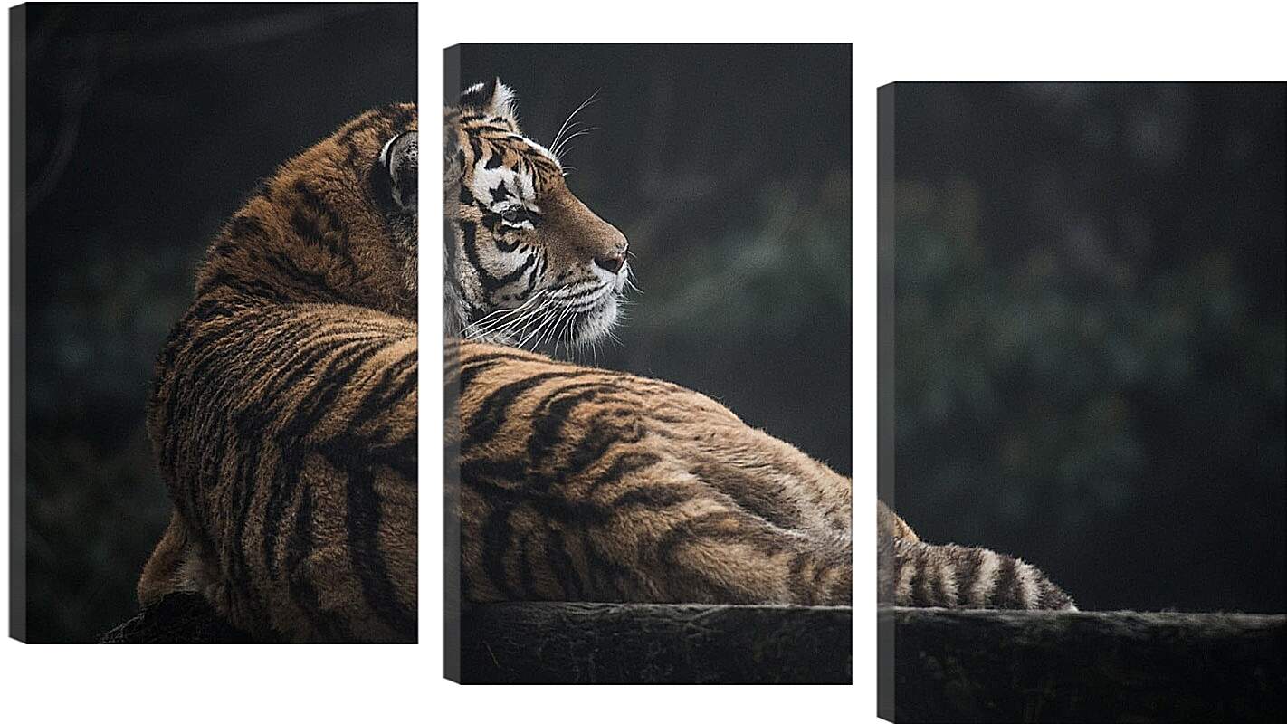 Модульная картина - Коричневый тигр. Большая кошка
