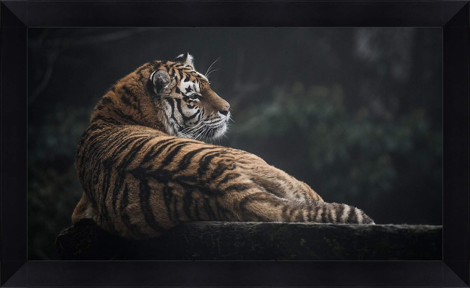Картина в раме - Коричневый тигр. Большая кошка