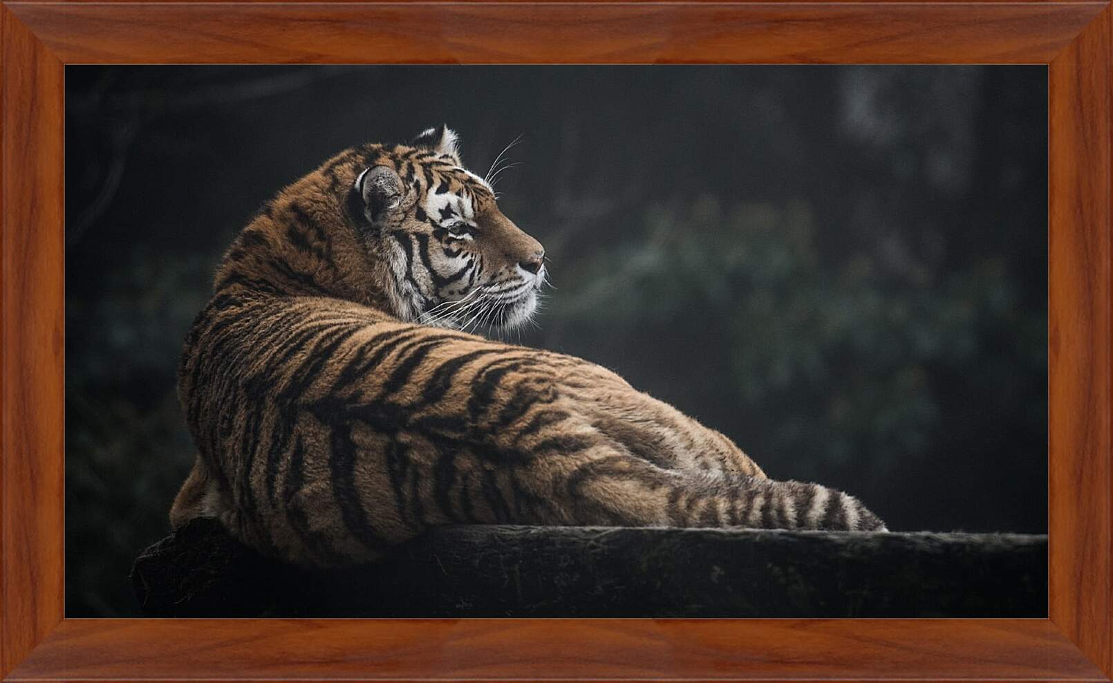 Картина в раме - Коричневый тигр. Большая кошка
