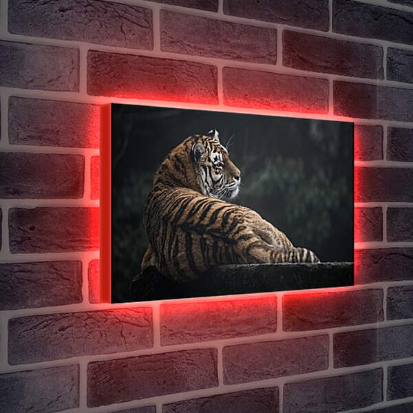 Лайтбокс световая панель - Коричневый тигр. Большая кошка