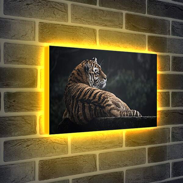 Лайтбокс световая панель - Коричневый тигр. Большая кошка
