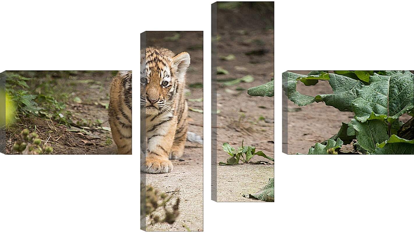 Модульная картина - Коричневый тигренок. Тигр