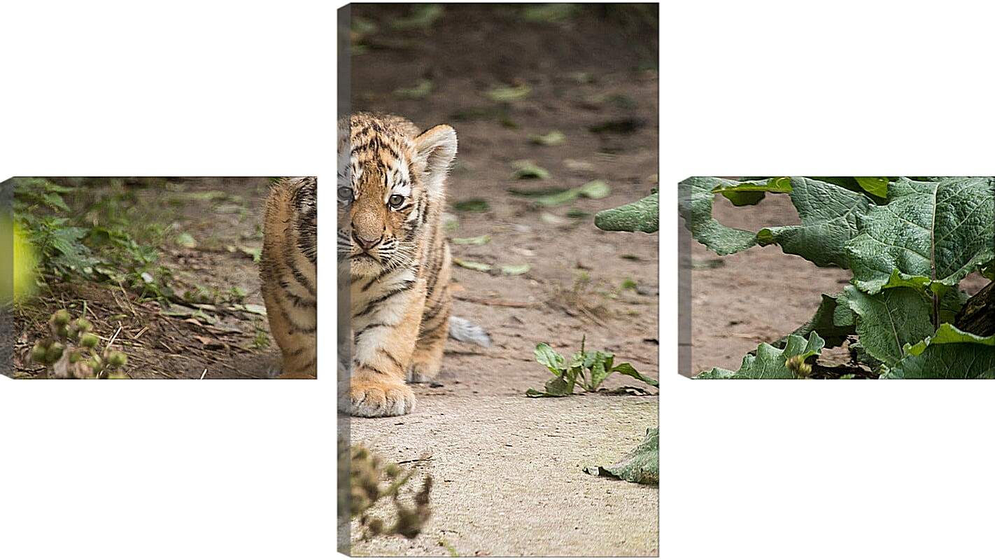 Модульная картина - Коричневый тигренок. Тигр