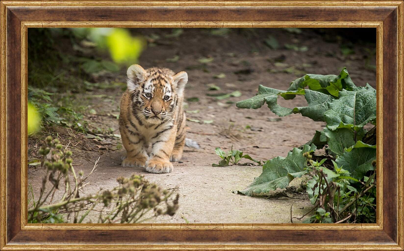 Картина в раме - Коричневый тигренок. Тигр