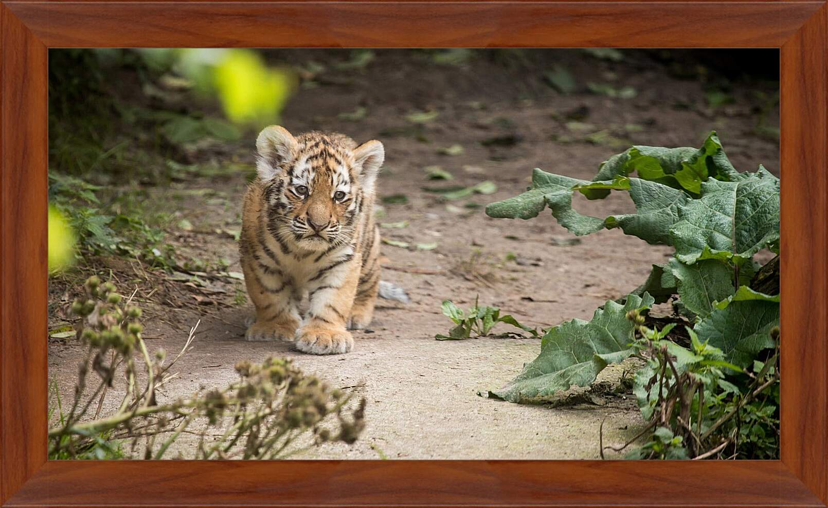 Картина в раме - Коричневый тигренок. Тигр