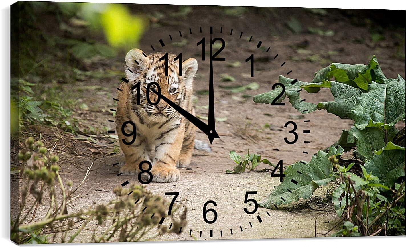 Часы картина - Коричневый тигренок. Тигр