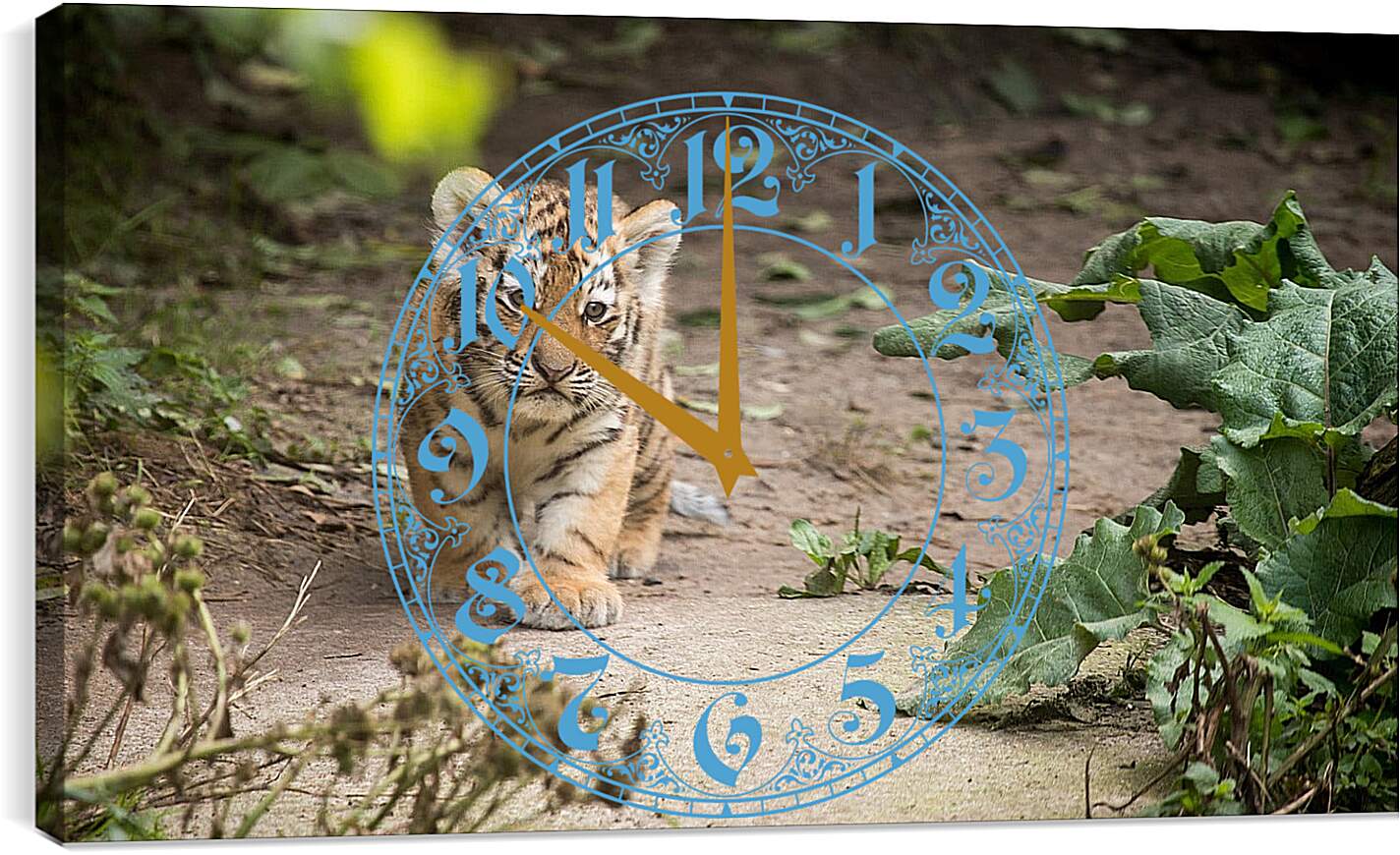 Часы картина - Коричневый тигренок. Тигр