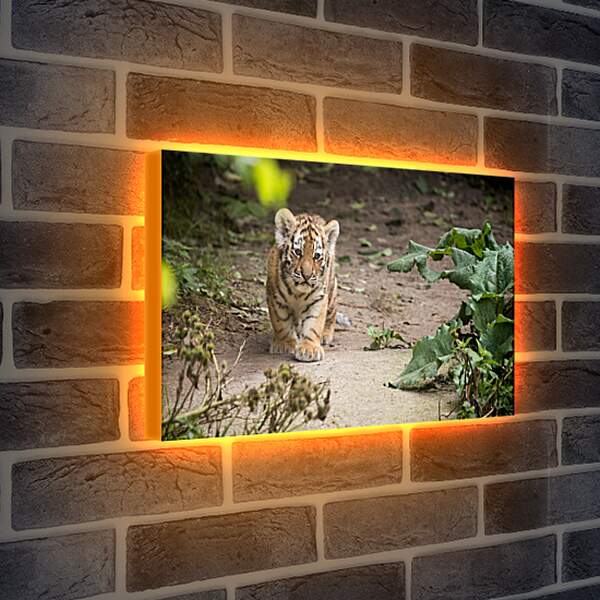 Лайтбокс световая панель - Коричневый тигренок. Тигр