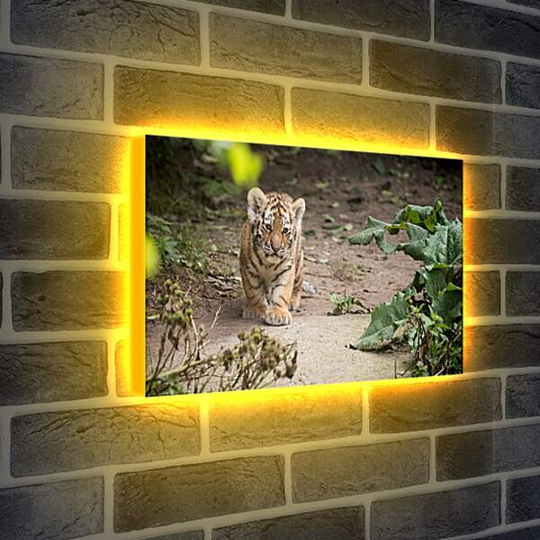 Лайтбокс световая панель - Коричневый тигренок. Тигр