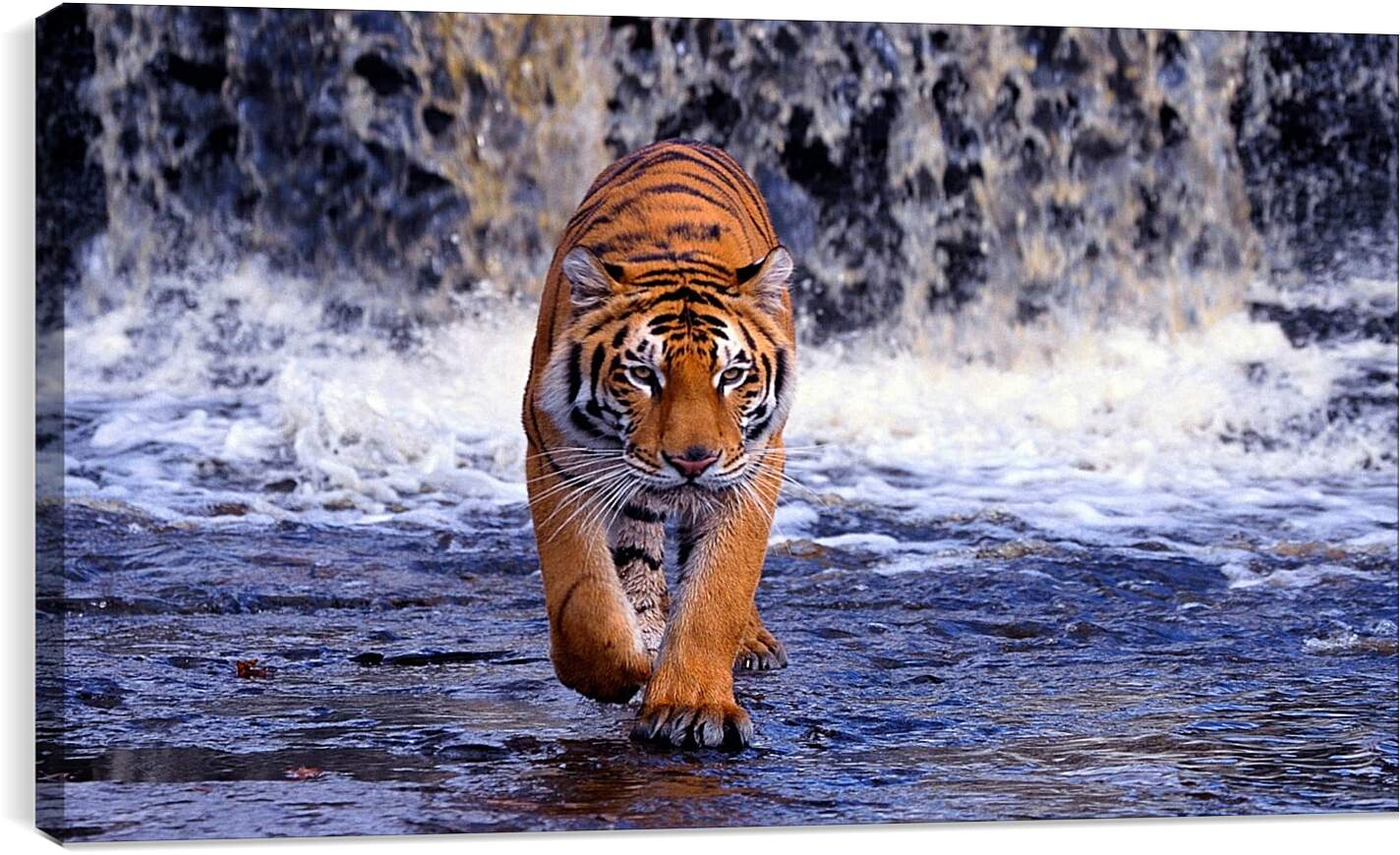 Постер и плакат - Коричневый тигр. Водопад