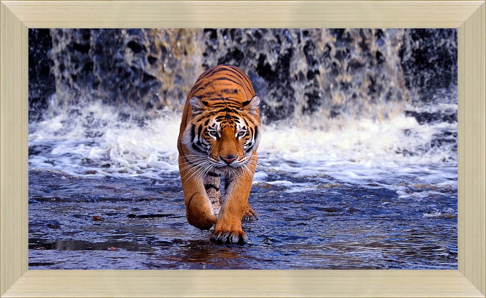 Картина в раме - Коричневый тигр. Водопад