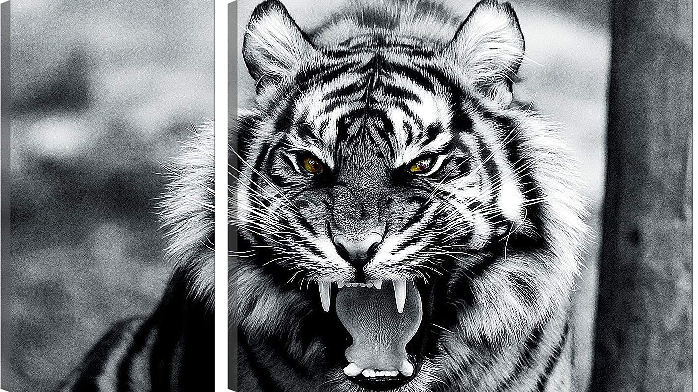 Модульная картина - Белый тигр. Животные. Большая кошка