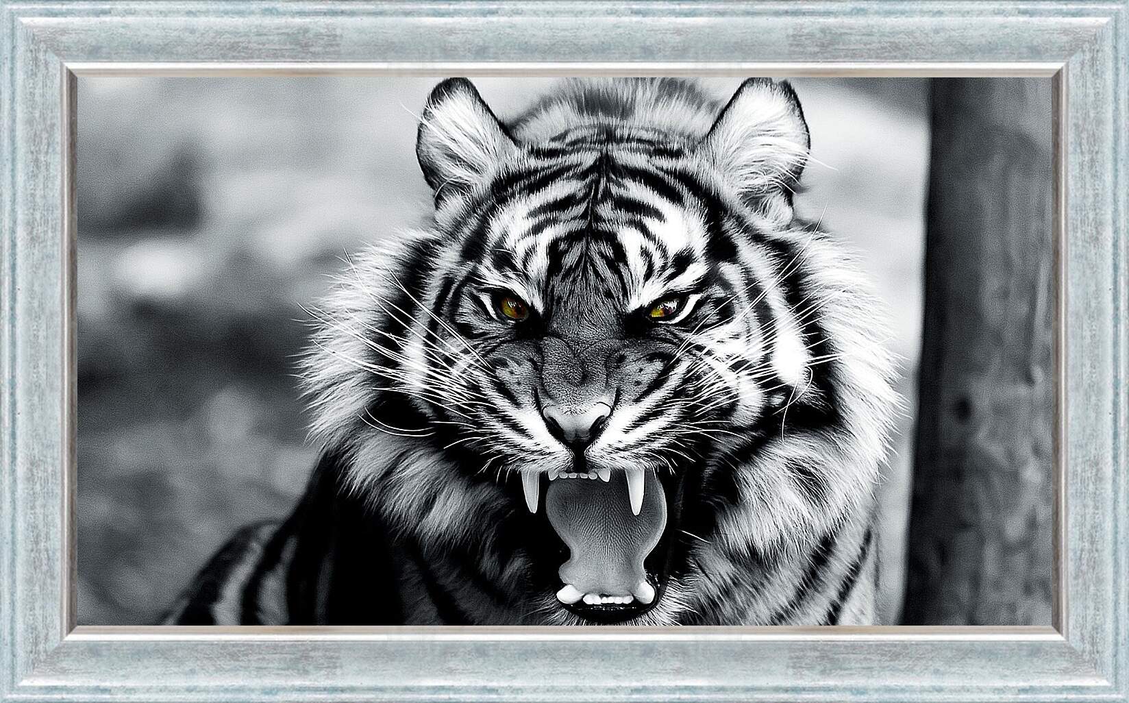 Картина в раме - Белый тигр. Животные. Большая кошка