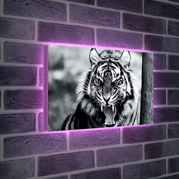 Лайтбокс световая панель - Белый тигр. Животные. Большая кошка