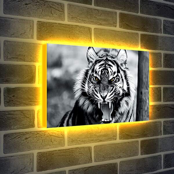 Лайтбокс световая панель - Белый тигр. Животные. Большая кошка